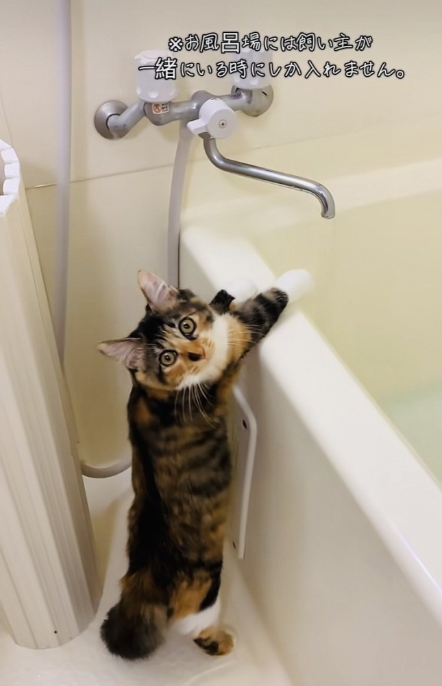 ママに呼ばれて振り向く三毛猫