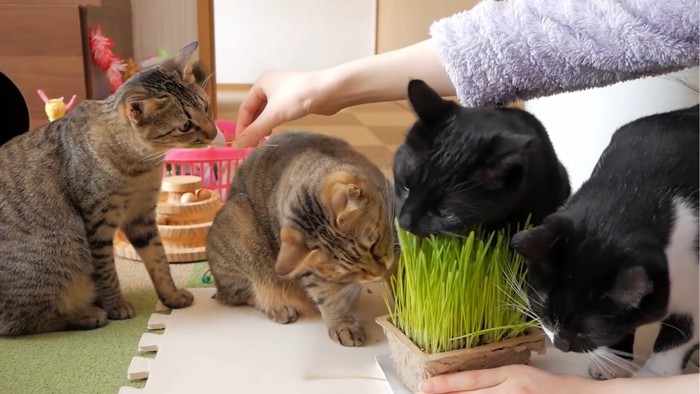 猫草を食べる4匹の猫
