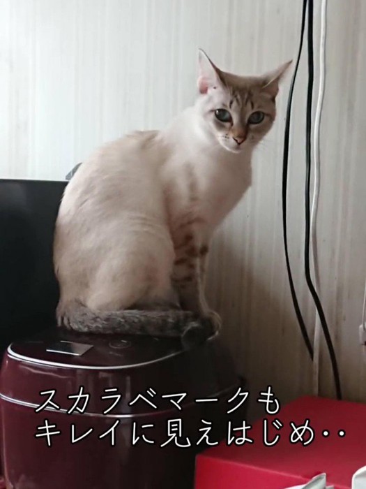 おすわりしてカメラを見る猫