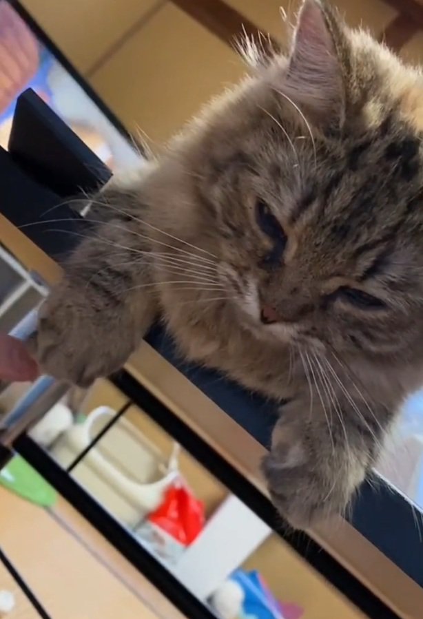 くつろぐちゃちゃちゃん