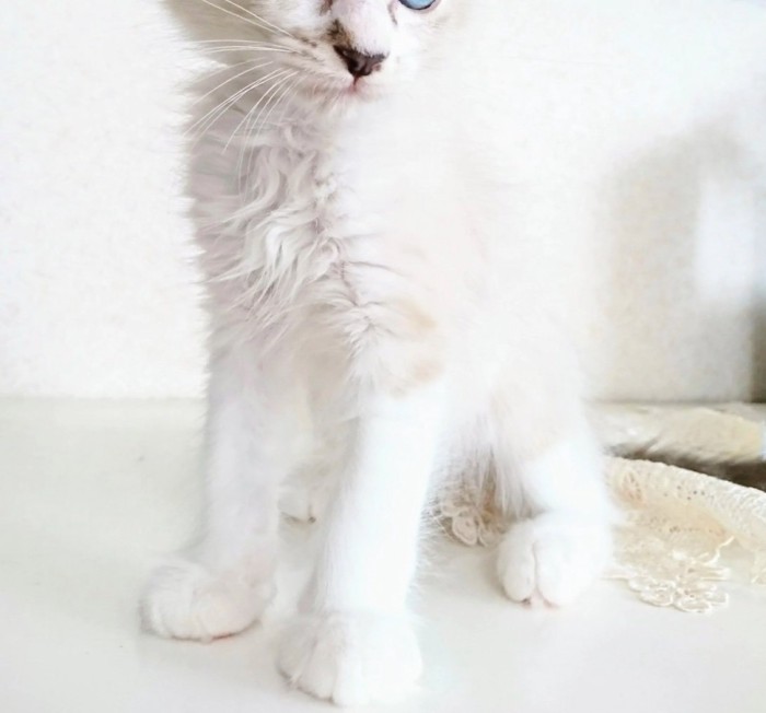 真っ白い猫の毛