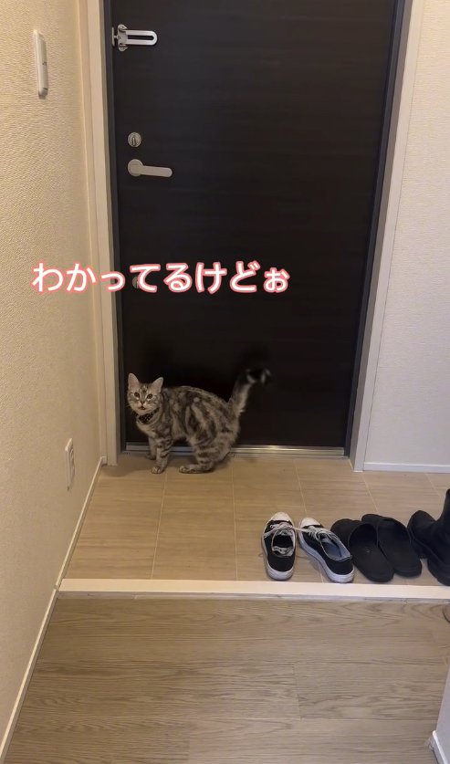 玄関ドアの前で鳴いている猫「わかってるけどぉ」