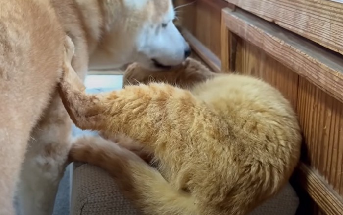 左後足を柴犬の体に当てる猫