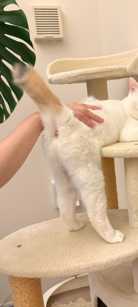 おしりを向ける猫
