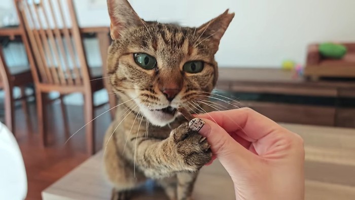 おやつを催促するりん