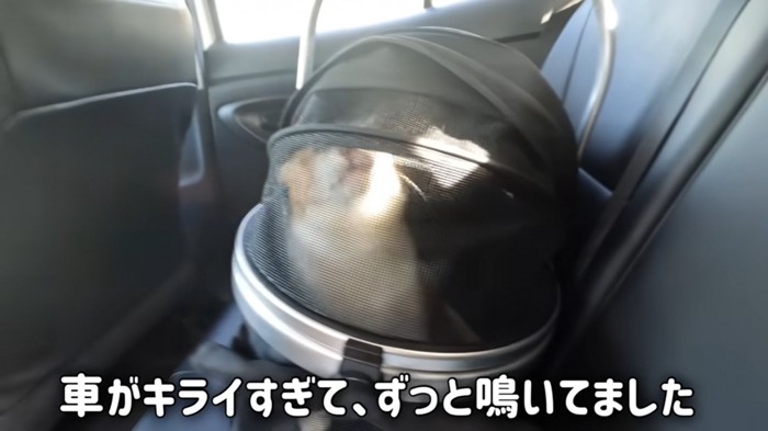 車に乗るチャチャくん