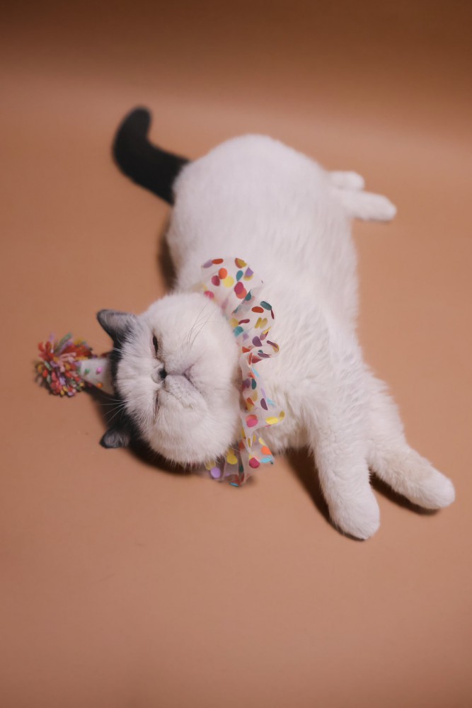 寝転がるぷっくん