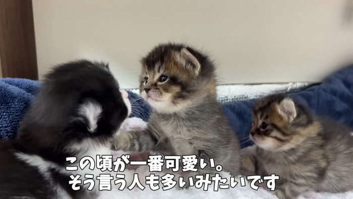 3匹の子猫