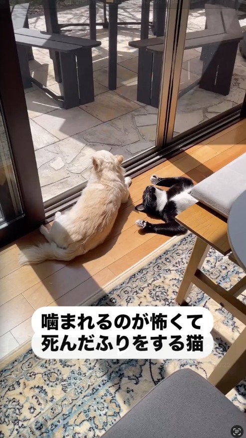 窓辺に寝転がる猫と犬