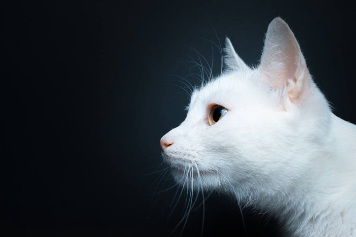 感覚を研ぎ澄ませる白猫