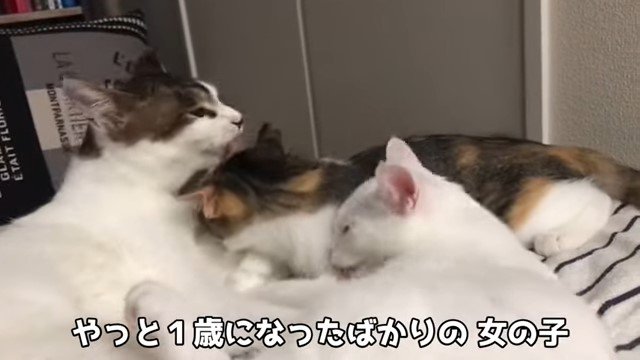 子猫の毛づくろいをする猫