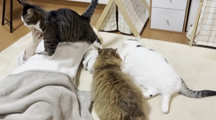 お母さんのそばに群がる猫達