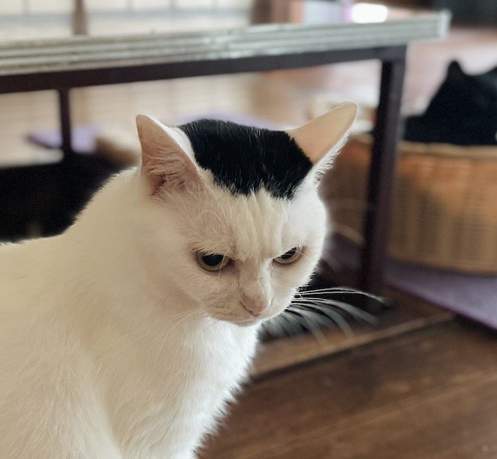 眉間に皺が寄っている白黒猫