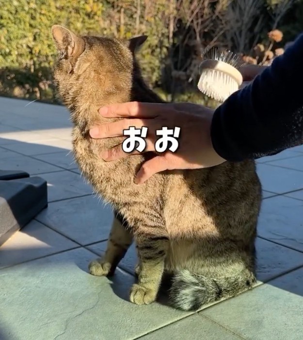 猫をブラッシングする