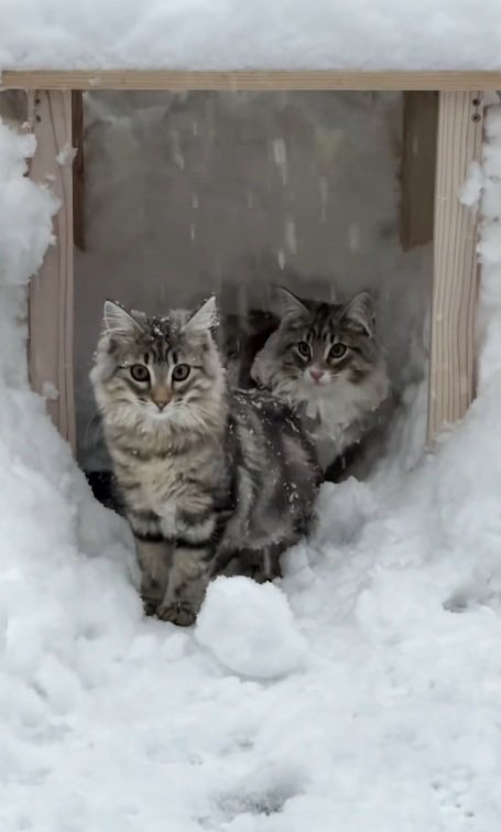 雪の中でかまくらに入る2匹のノルウェージャンフォレストキャット