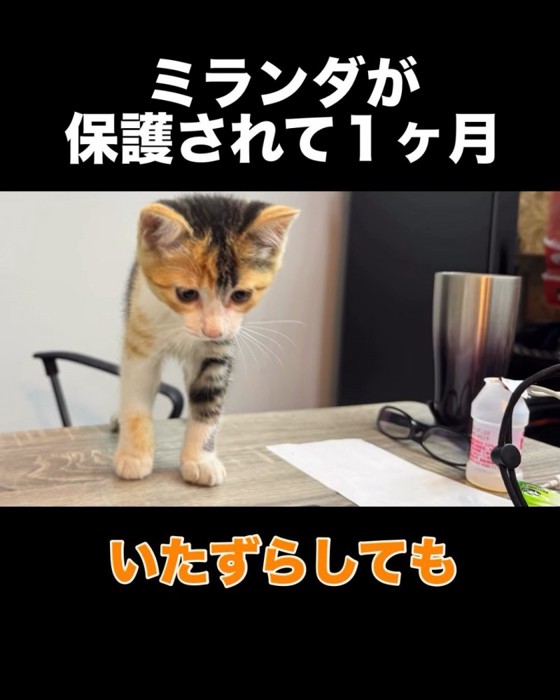 テーブルの上を歩く子猫
