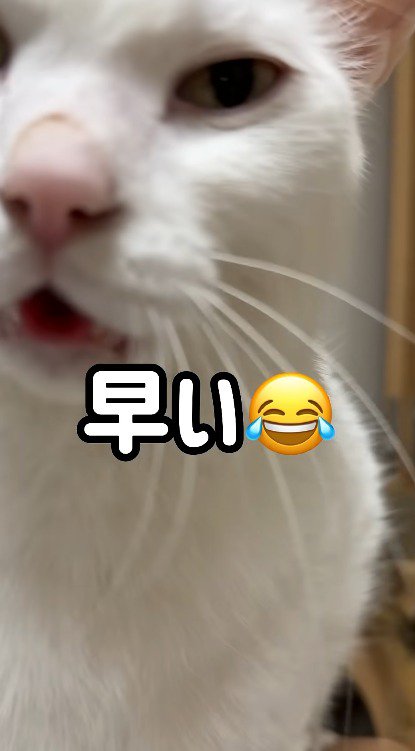 飼い主に顔を近づけながら鳴く猫