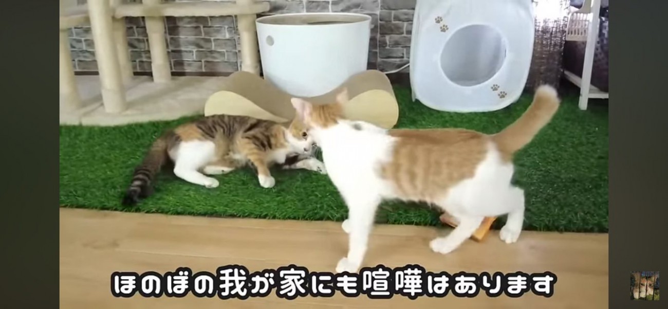 バトルを繰り広げる猫達