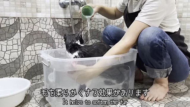 猫の湯船に乳酸菌を注ぐ女性