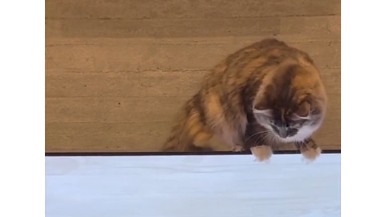 テレビの上の猫