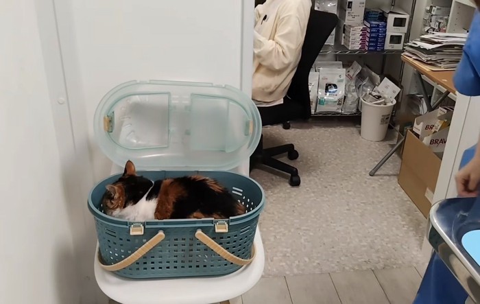 キャリーバッグの中に体を丸め込む