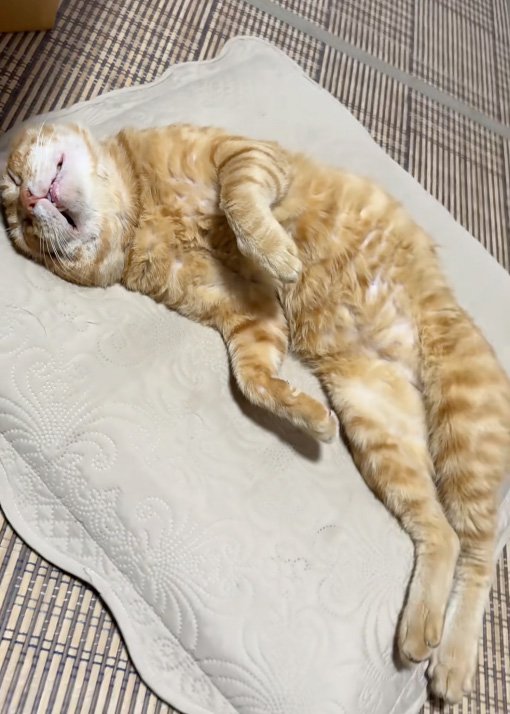 爆睡猫