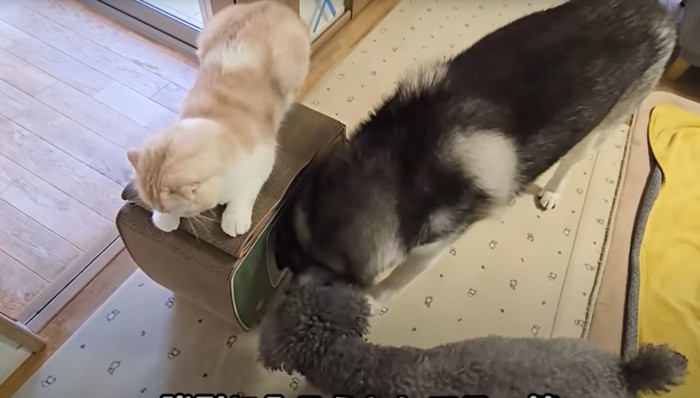 犬2匹と子猫2匹