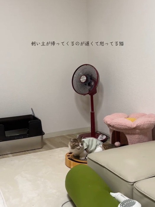 鳴いている猫