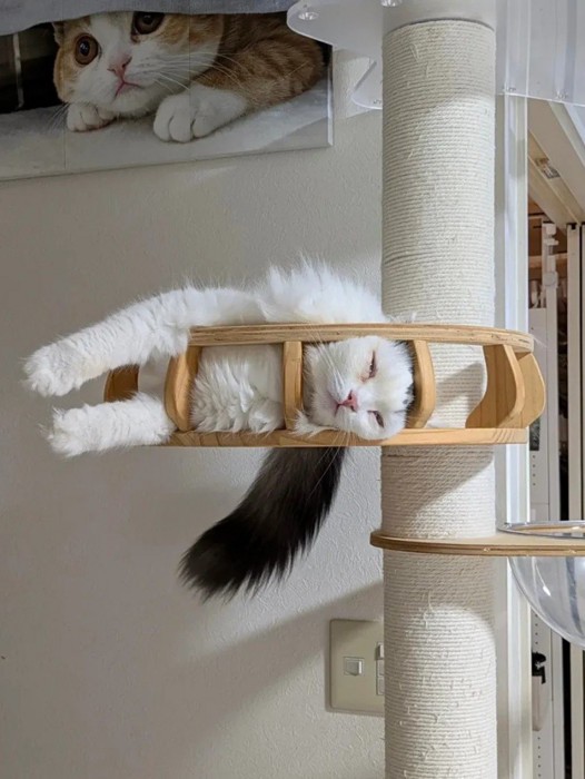 キャットタワーで寝る猫の顔