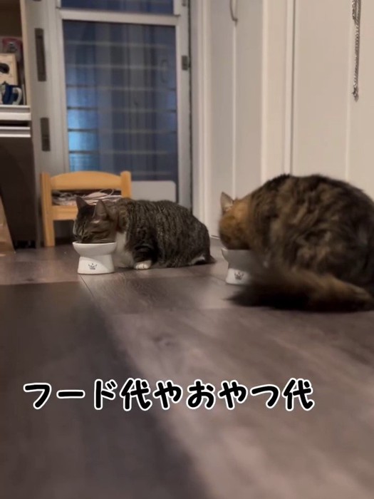 ごはんを食べる猫