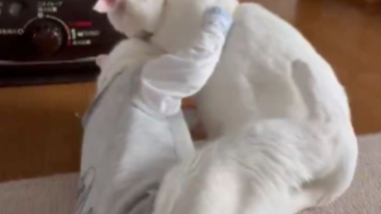 じゃれている猫たち