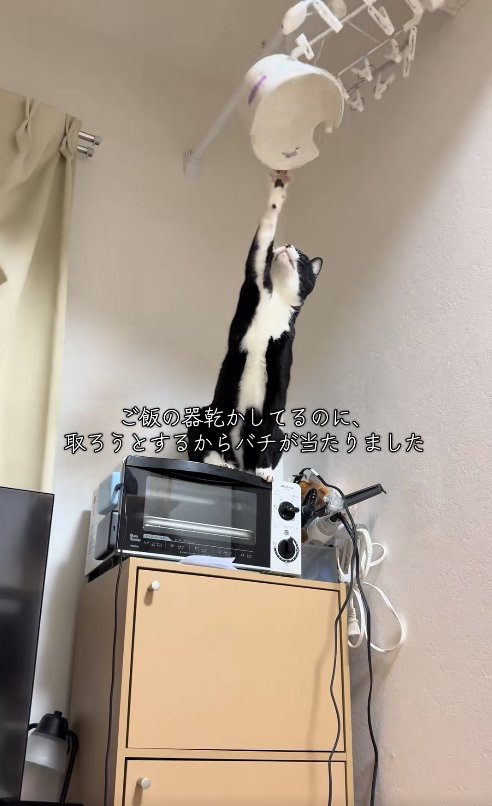 干してある器を右前足で触っている猫