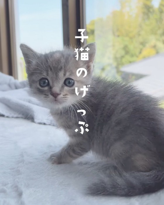 振り返る子猫