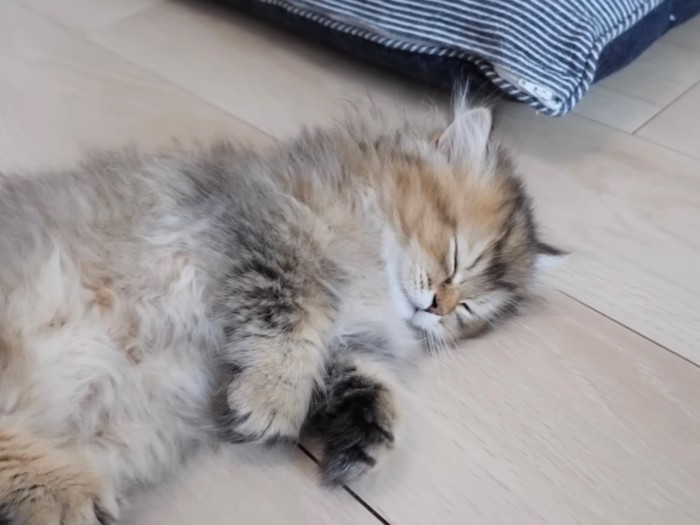 眠ってしまった子猫