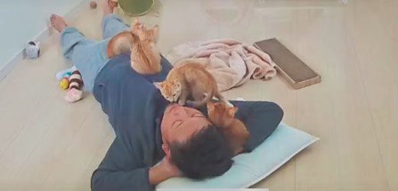 眠るパパさんにのっている4匹の猫