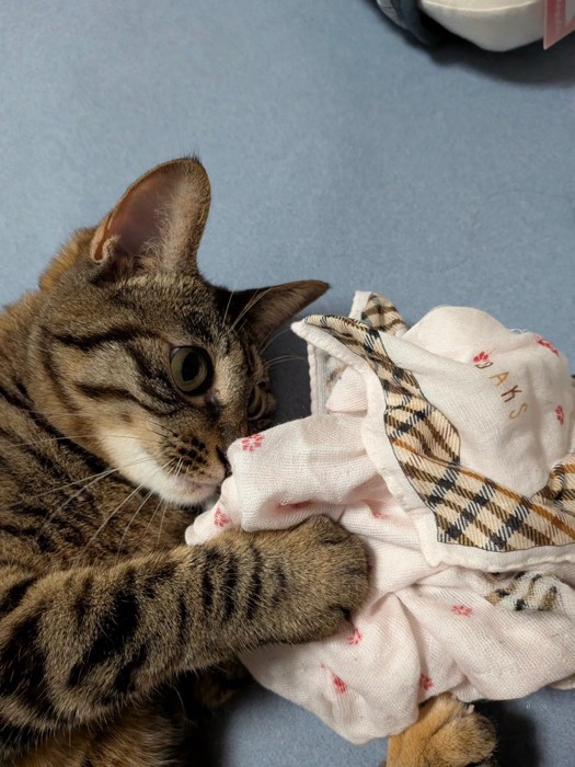 ハンカチに顔を近づける猫