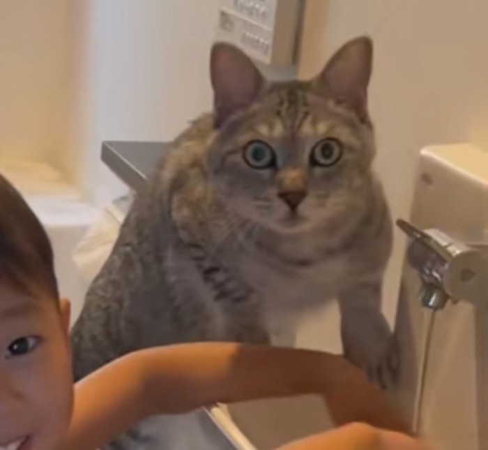 目を見開く猫