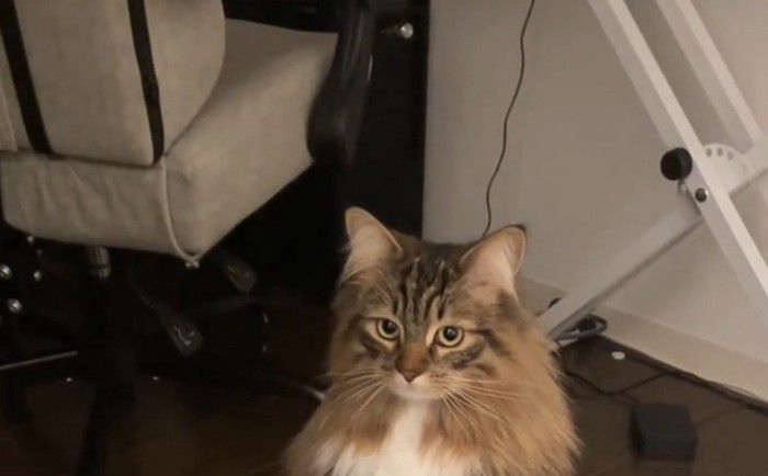 見つめる猫