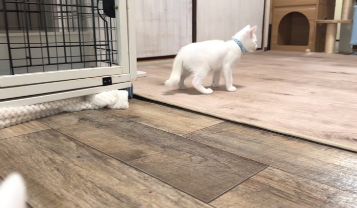 遊びに行く猫