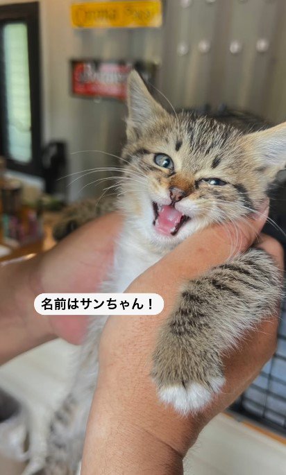 家族になったキジ白子猫の「サン」ちゃん