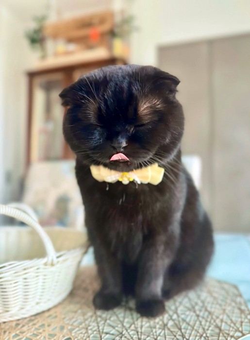 舌を出すぷりもちゃん