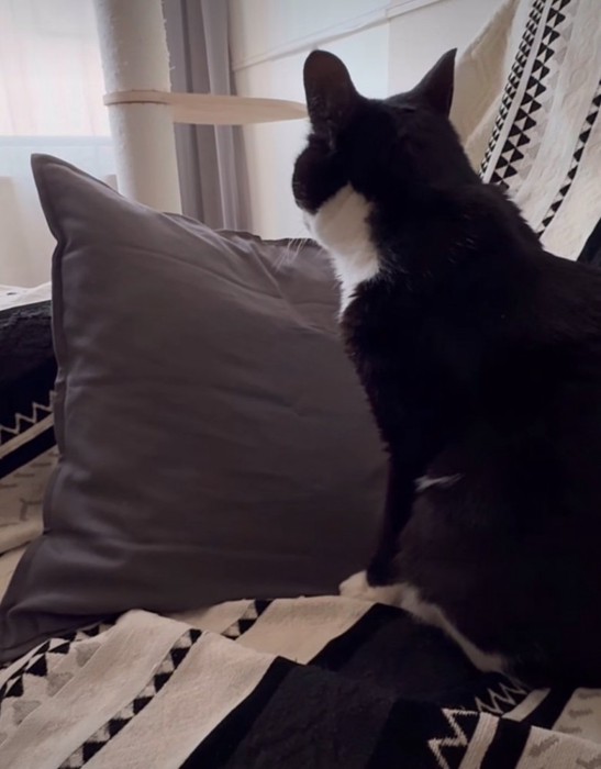 猫の後ろ姿