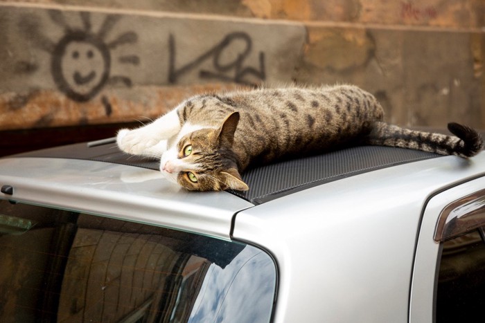 車の屋根でくつろぐ猫