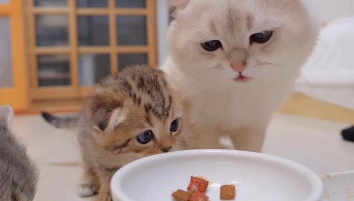 子猫とパパ猫