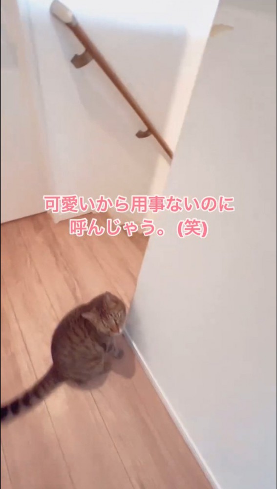 床に座る猫