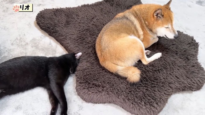 柴犬と黒猫