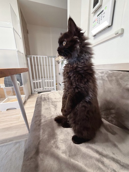 後ろ足で立つ猫