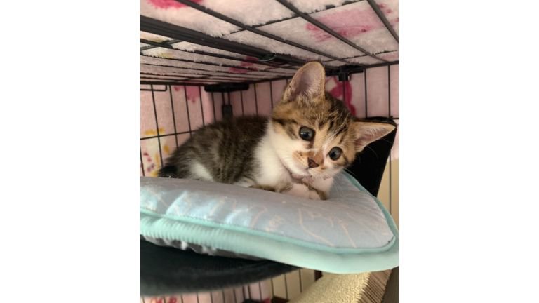 ケージにいる猫