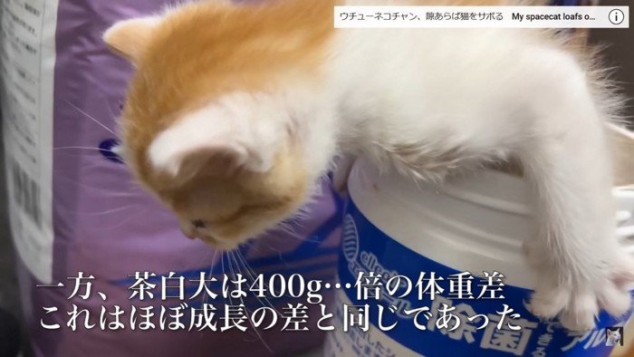 容器に入れられた猫