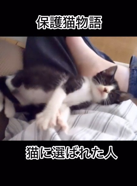 膝の上で寝る猫